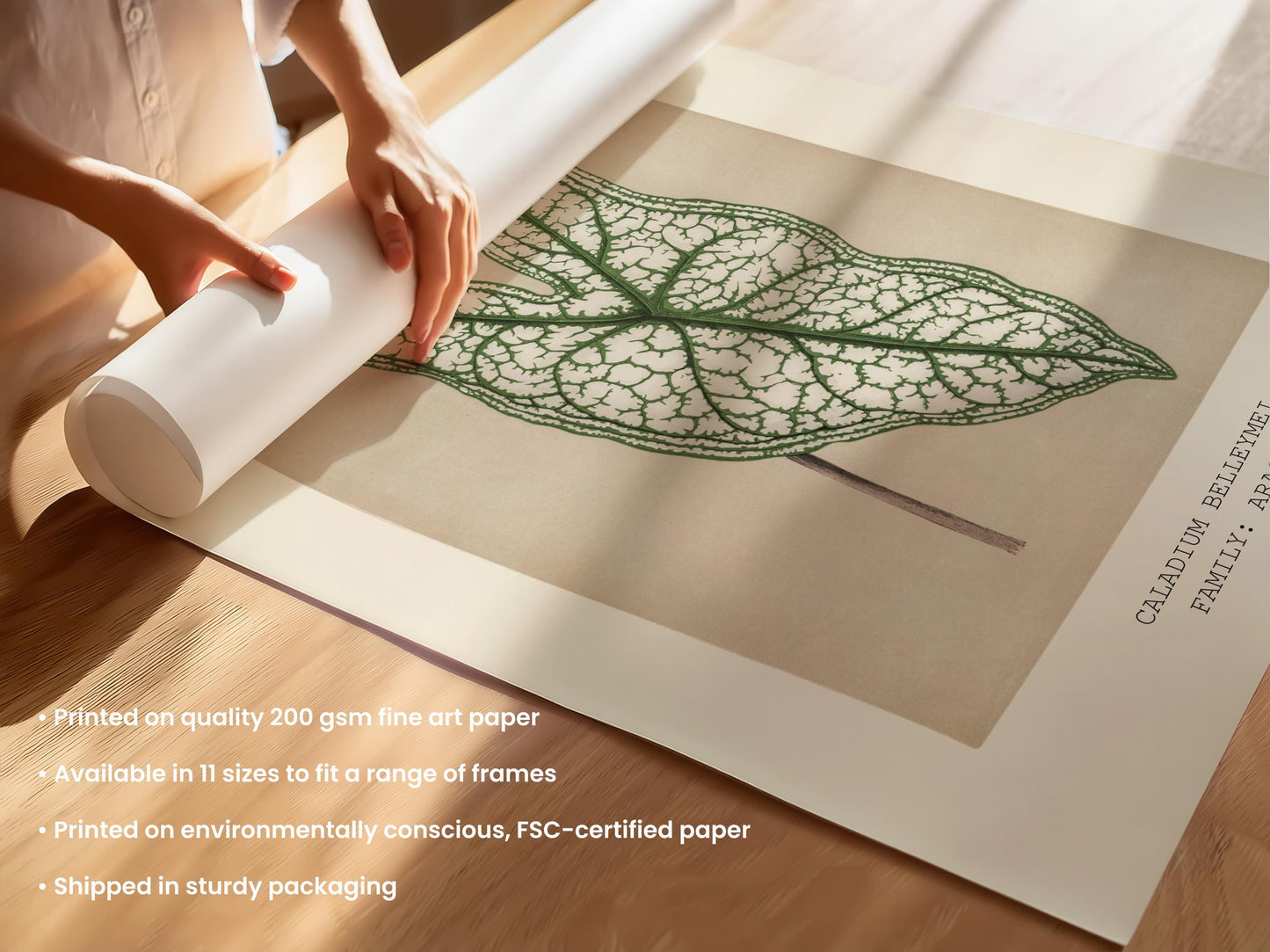 Caladium Belleymei Print