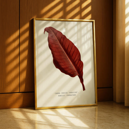 Canna ‘Phasion’ Print