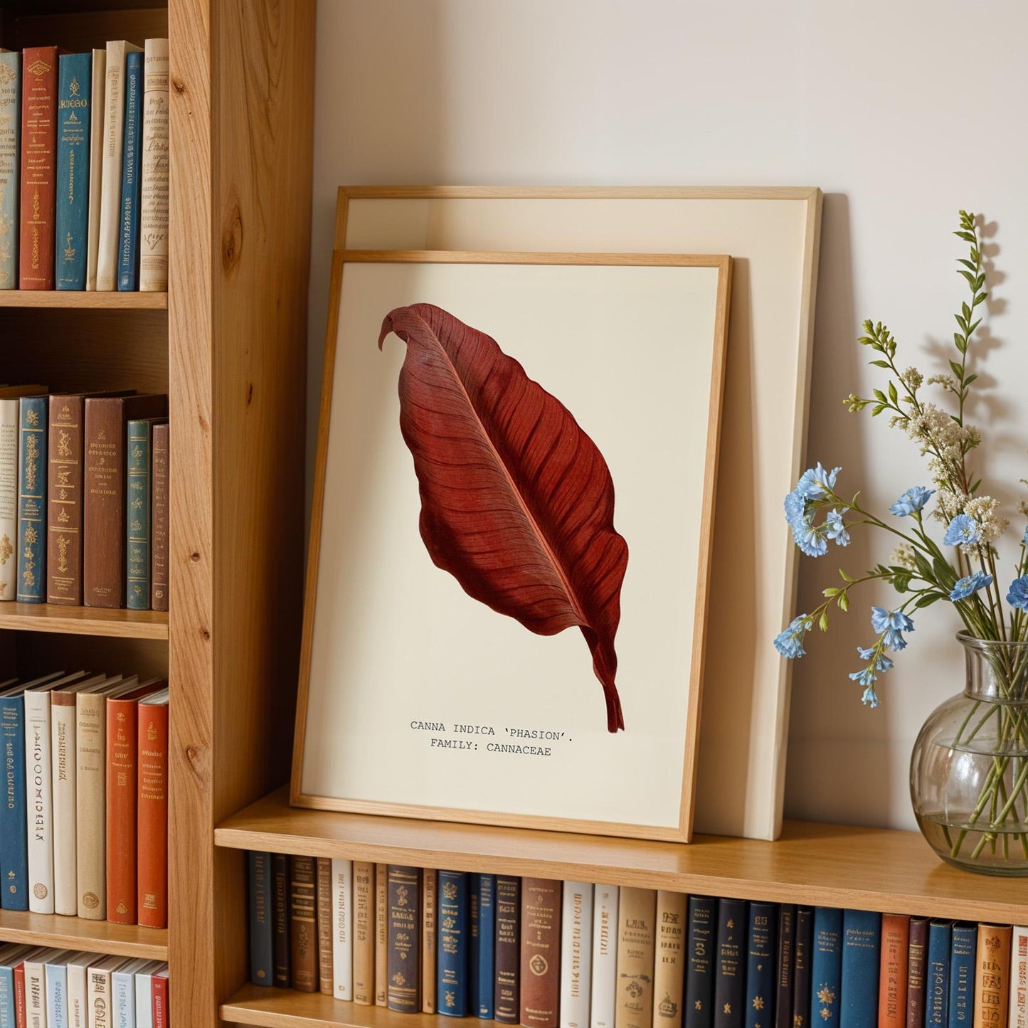 Canna ‘Phasion’ Print