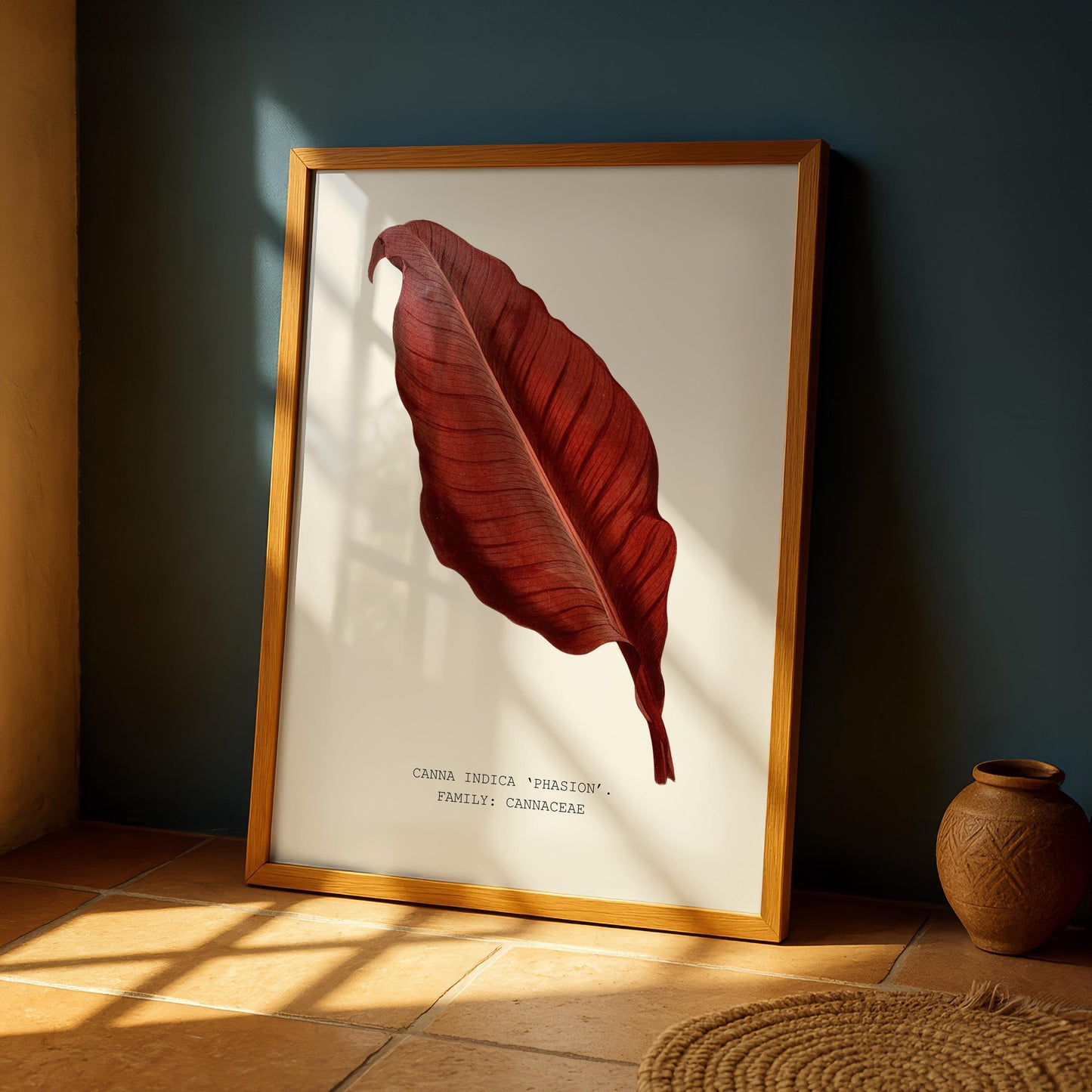 Canna ‘Phasion’ Print