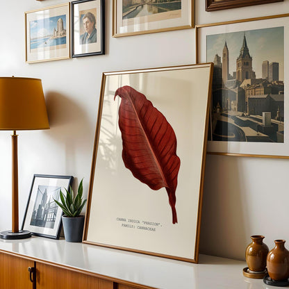 Canna ‘Phasion’ Print