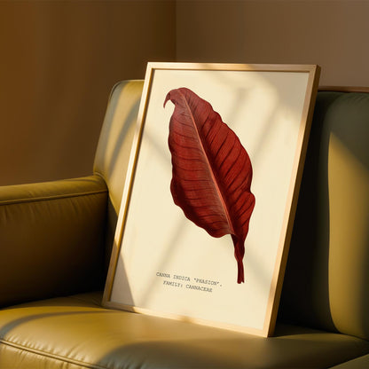 Canna ‘Phasion’ Print