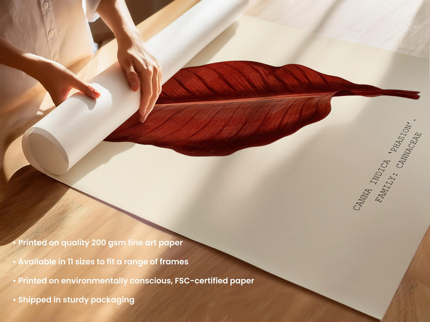 Canna ‘Phasion’ Print