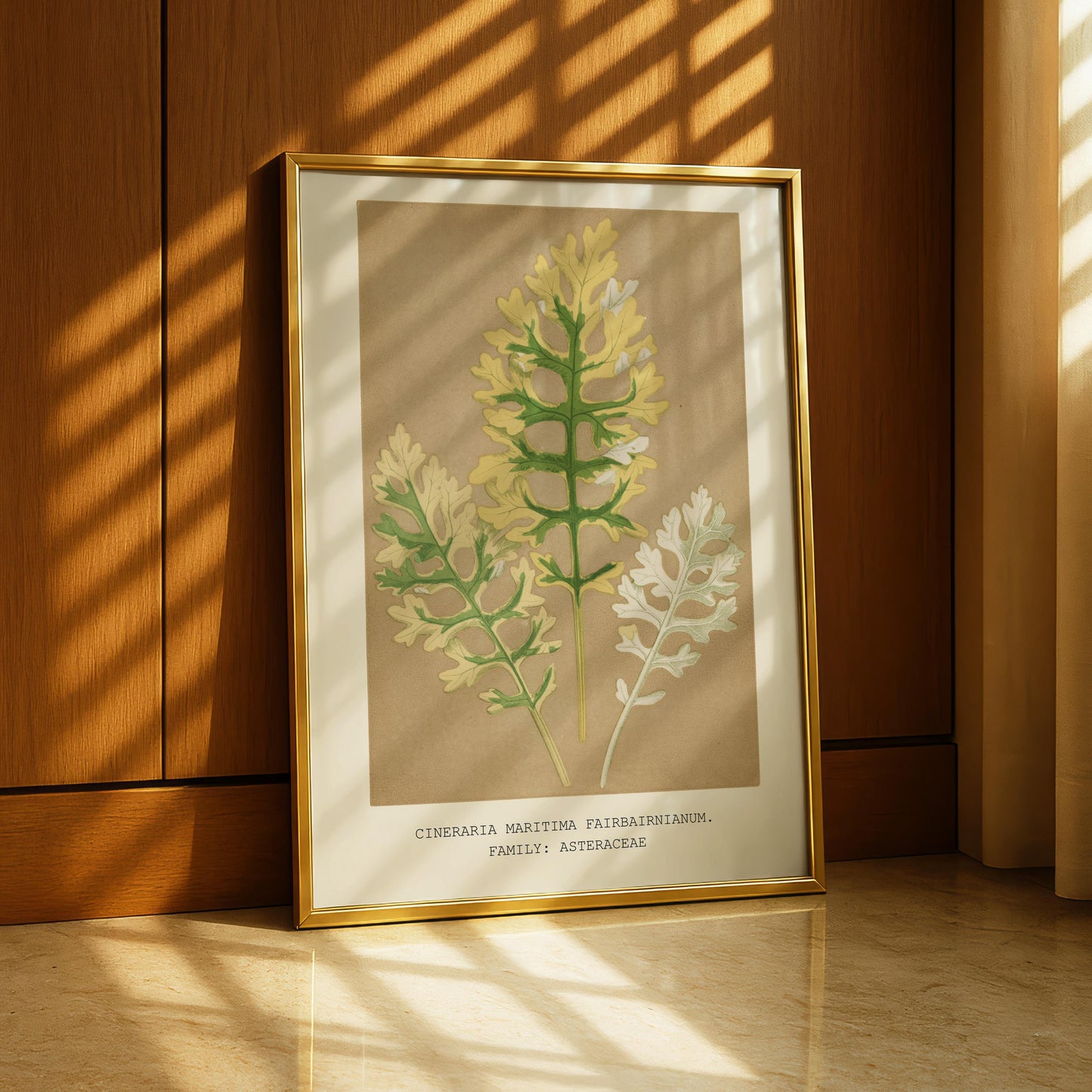 Cineraria Maritima Botanical Print