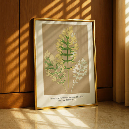 Cineraria Maritima Botanical Print