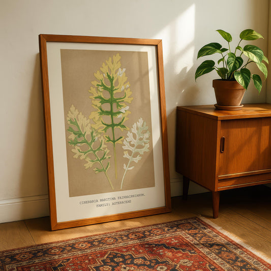 Cineraria Maritima Botanical Print
