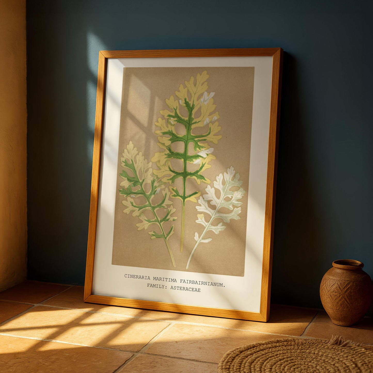 Cineraria Maritima Botanical Print