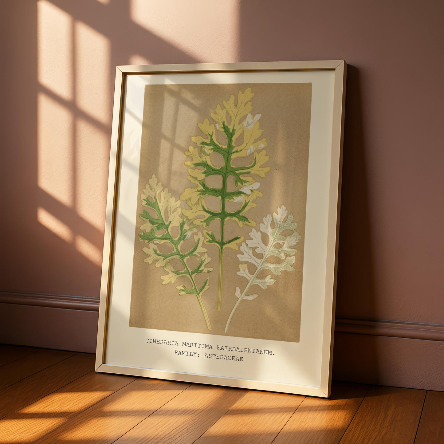 Cineraria Maritima Botanical Print