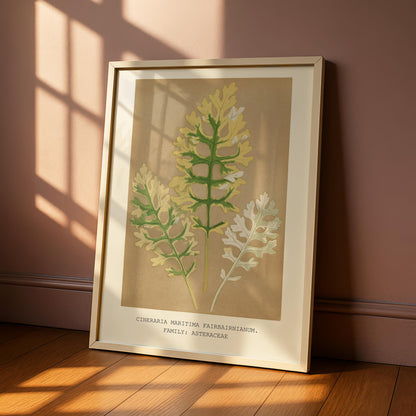 Cineraria Maritima Botanical Print