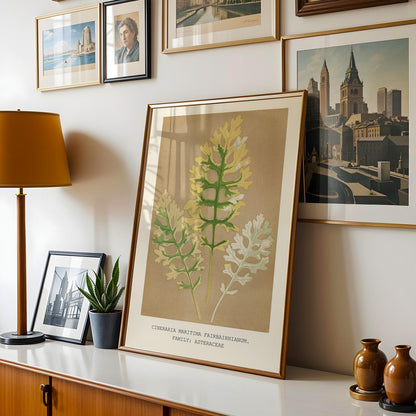 Cineraria Maritima Botanical Print