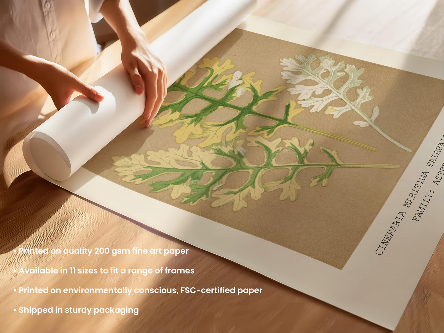 Cineraria Maritima Botanical Print