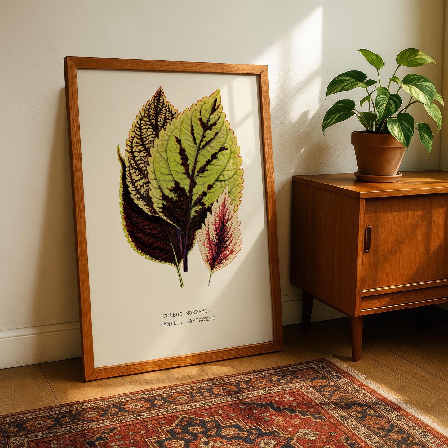 Coleus Murrayi Botanical Print