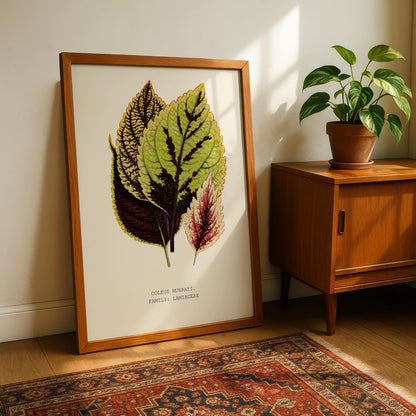 Coleus Murrayi Botanical Print