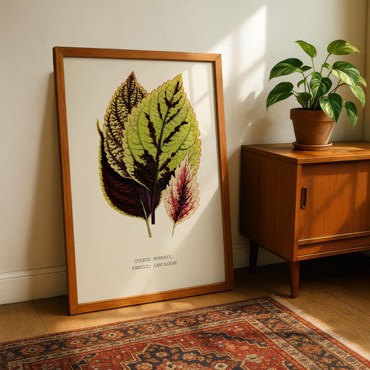 Coleus Murrayi Botanical Print
