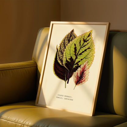 Coleus Murrayi Botanical Print
