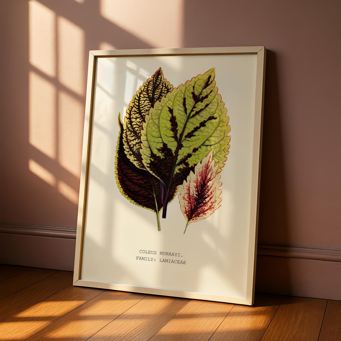 Coleus Murrayi Botanical Print