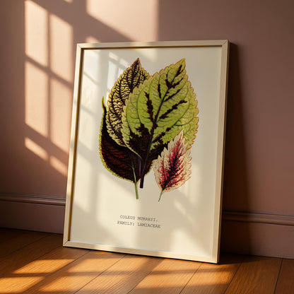 Coleus Murrayi Botanical Print