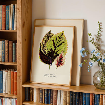 Coleus Murrayi Botanical Print