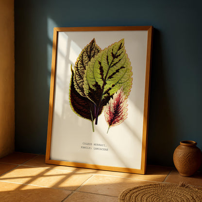 Coleus Murrayi Botanical Print