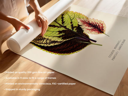 Coleus Murrayi Botanical Print