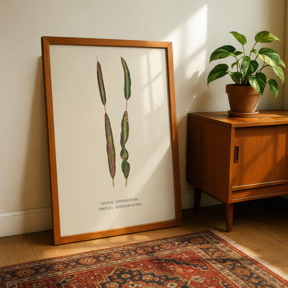 Croton Interruptum Print