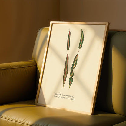 Croton Interruptum Print