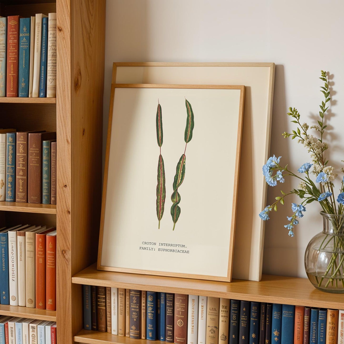 Croton Interruptum Print