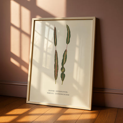Croton Interruptum Print