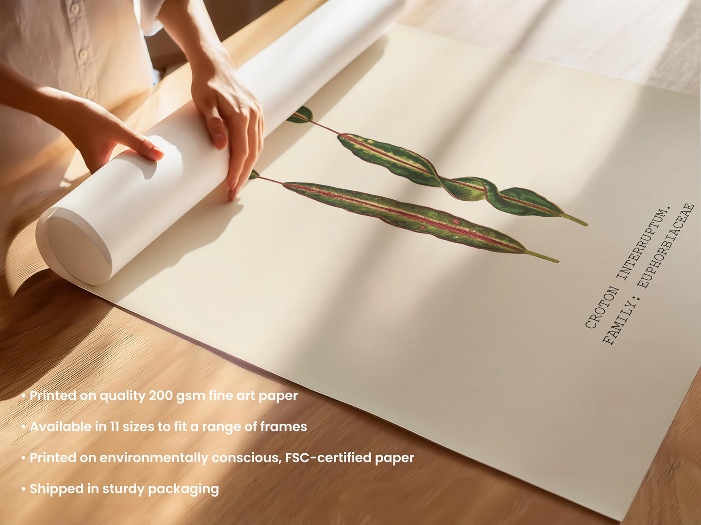 Croton Interruptum Print