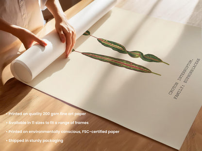 Croton Interruptum Print