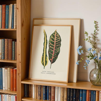 Croton Irregulare Print