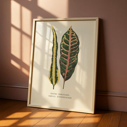 Croton Irregulare Print
