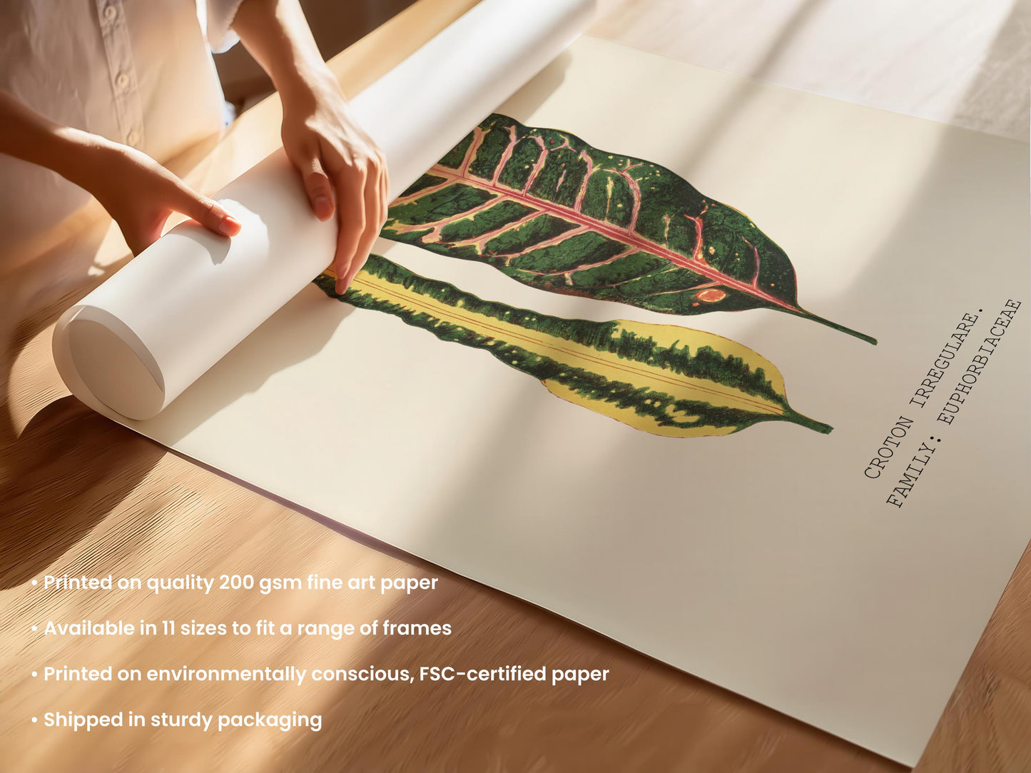 Croton Irregulare Print