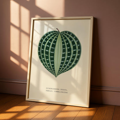 Dichorisandra Undata Botanical Print