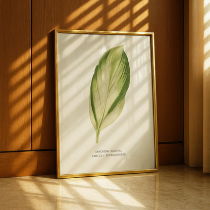 Dracaena Regina Print