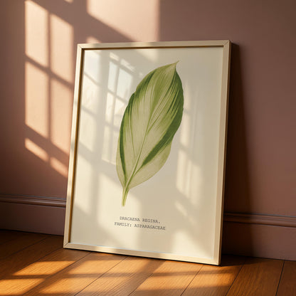 Dracaena Regina Print