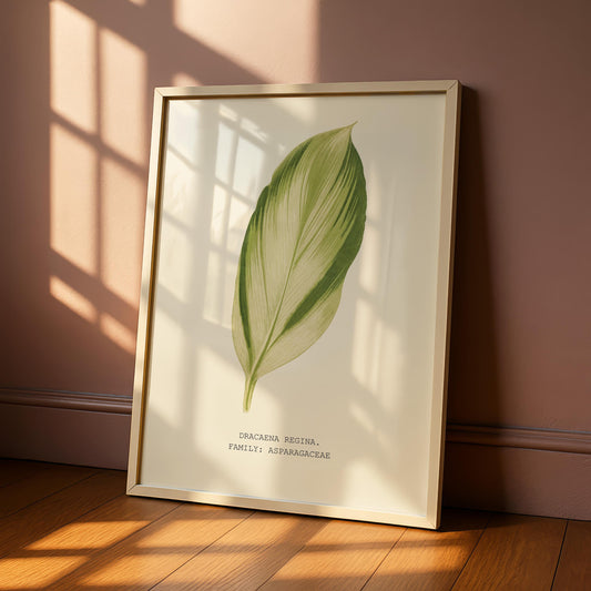Dracaena Regina Print