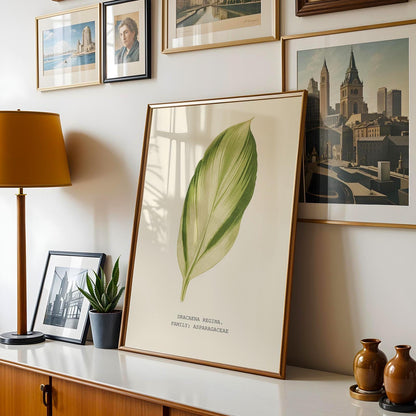 Dracaena Regina Print