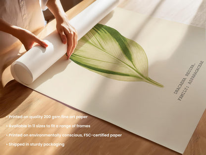 Dracaena Regina Print