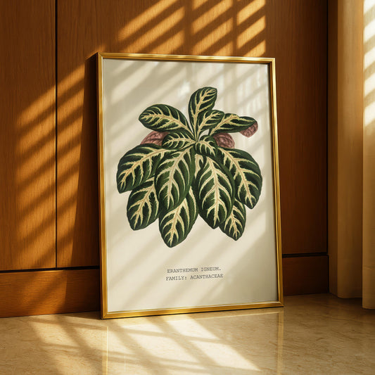 Eranthemum Igneum Botanical Print