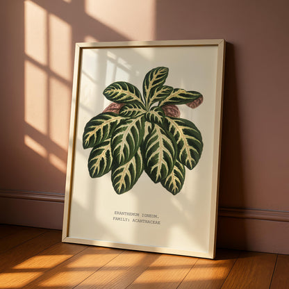 Eranthemum Igneum Botanical Print