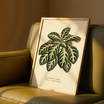 Eranthemum Igneum Botanical Print