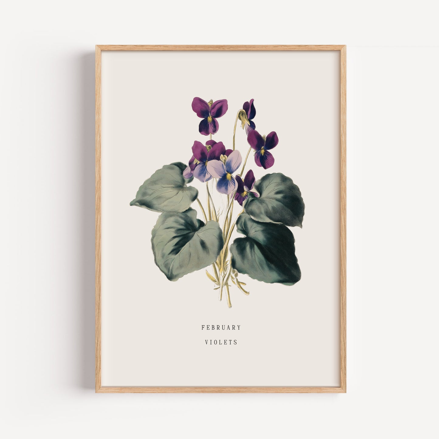 February Violet Birth Flower Print