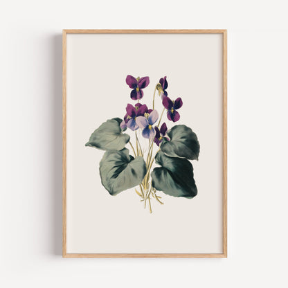 February Violet Birth Flower Print
