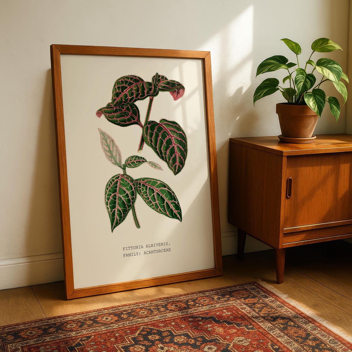 Fittonia Albivenis Print