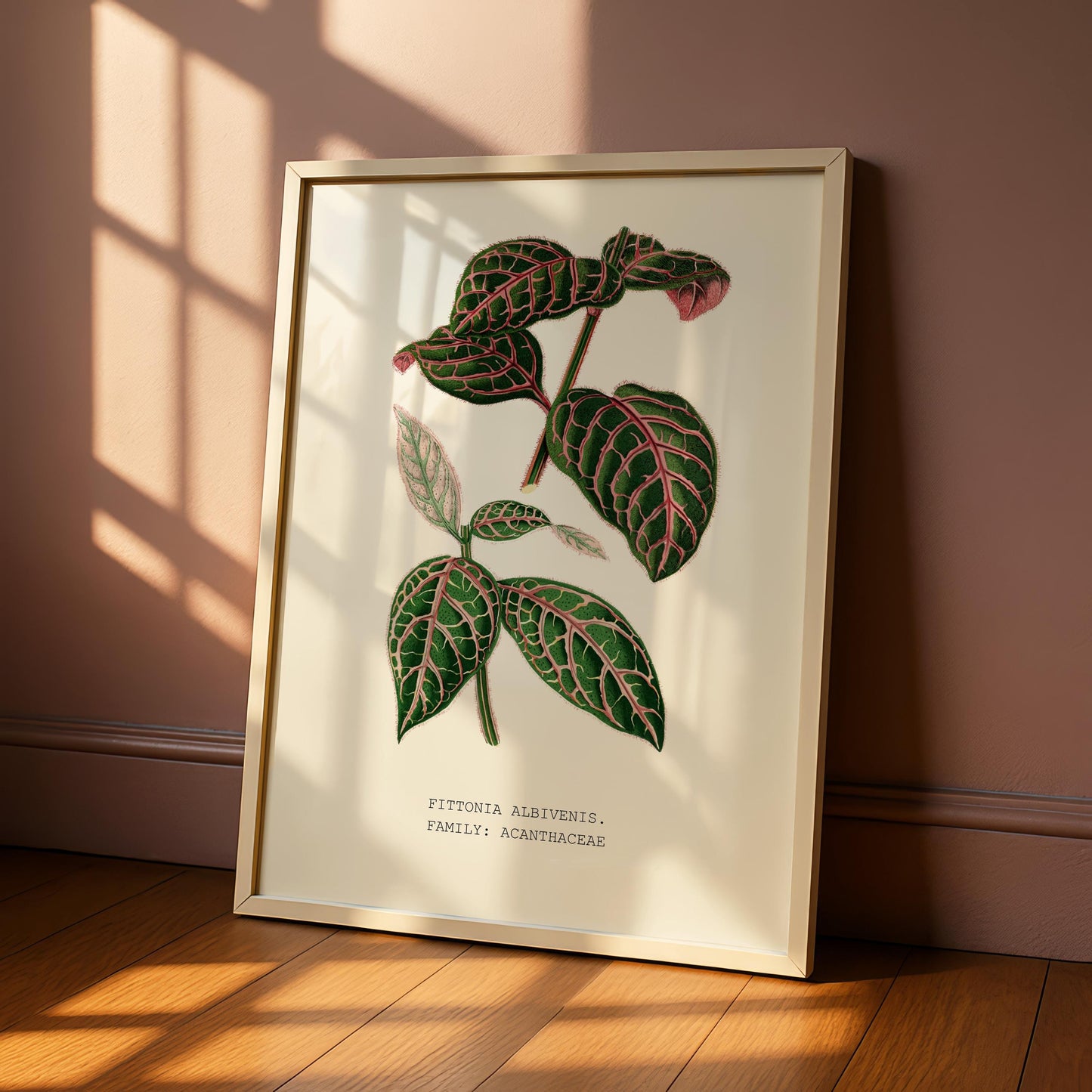 Fittonia Albivenis Print