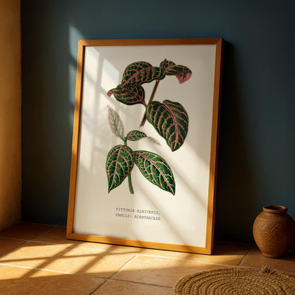 Fittonia Albivenis Print