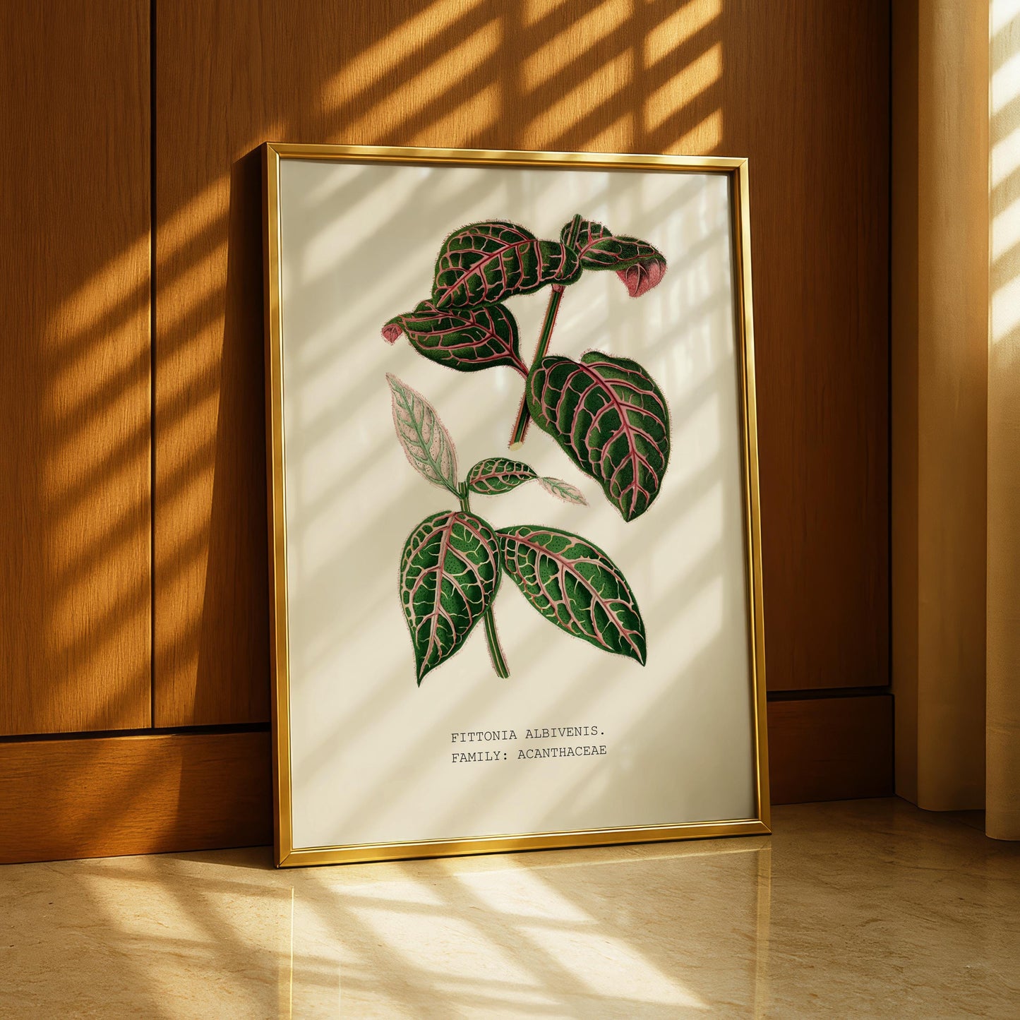 Fittonia Albivenis Print