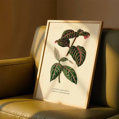 Fittonia Albivenis Print