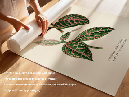 Fittonia Albivenis Print